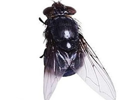 厩腐蝇消杀