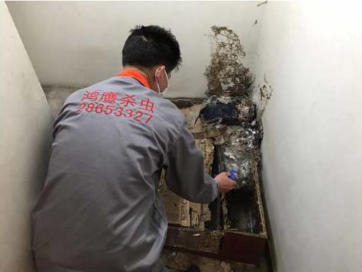 广州白蚁防治案例
